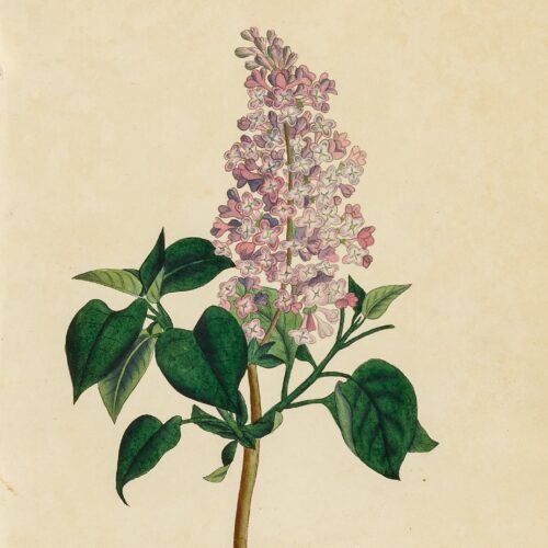 Common Lilac