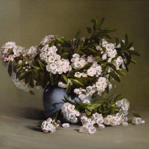 Mountain Laurel