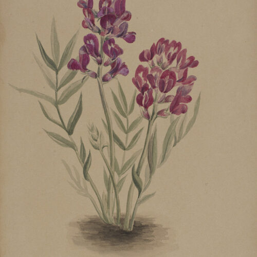 Flowers from the Mesa