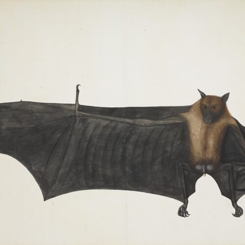 Great Indian Fruit Bat