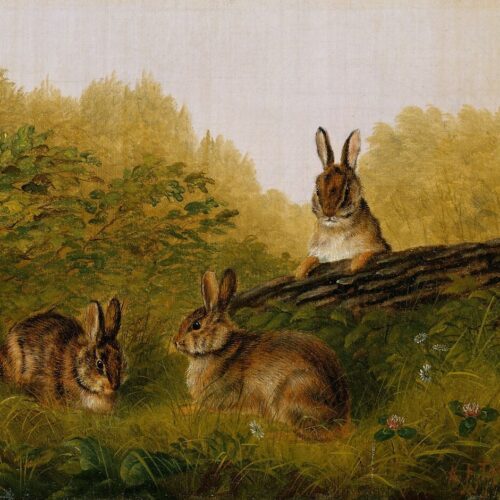 Rabbit on a Log